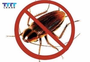 cách diệt gián trong phòng trọ